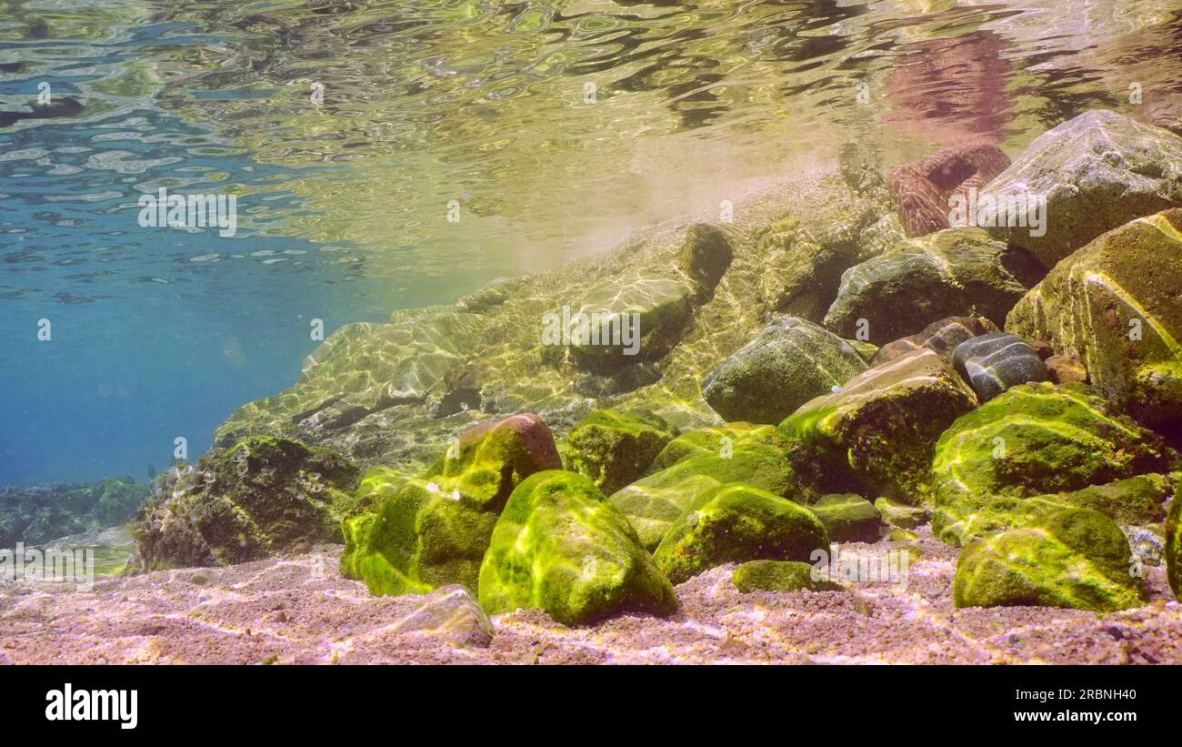 Una grande scuola di pesci Hardyhead Silverside nuota nella zona costiera sopra grandi ciottoli ricoperti da alghe verdi alla luce del sole, Mar Rosso, Egy Foto Stock