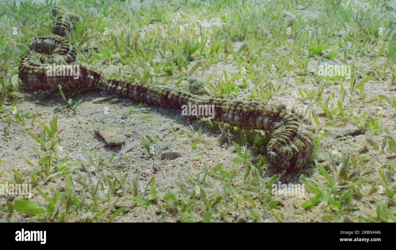 Il cetriolo gigante di Synaptid Sea o Сucumber di Snake Sea (Synapta maculata) si trova su un fondo sabbioso ricoperto da un nastro liscio verde (Cymodocea rotunda) Foto Stock