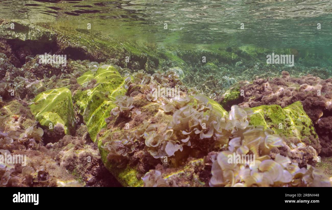 Fondale marino sottomarino, fondale roccioso ricoperto di alga a foglia marrone (Padina boergesenii) in acque poco profonde nelle giornate di sole con raggi solari luminosi, re Foto Stock