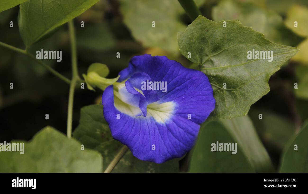 Blue Pea Flower Foto Stock