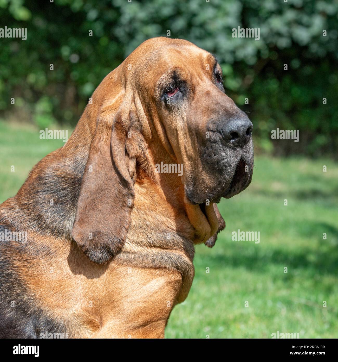 bloodhound testa e spalle Foto Stock