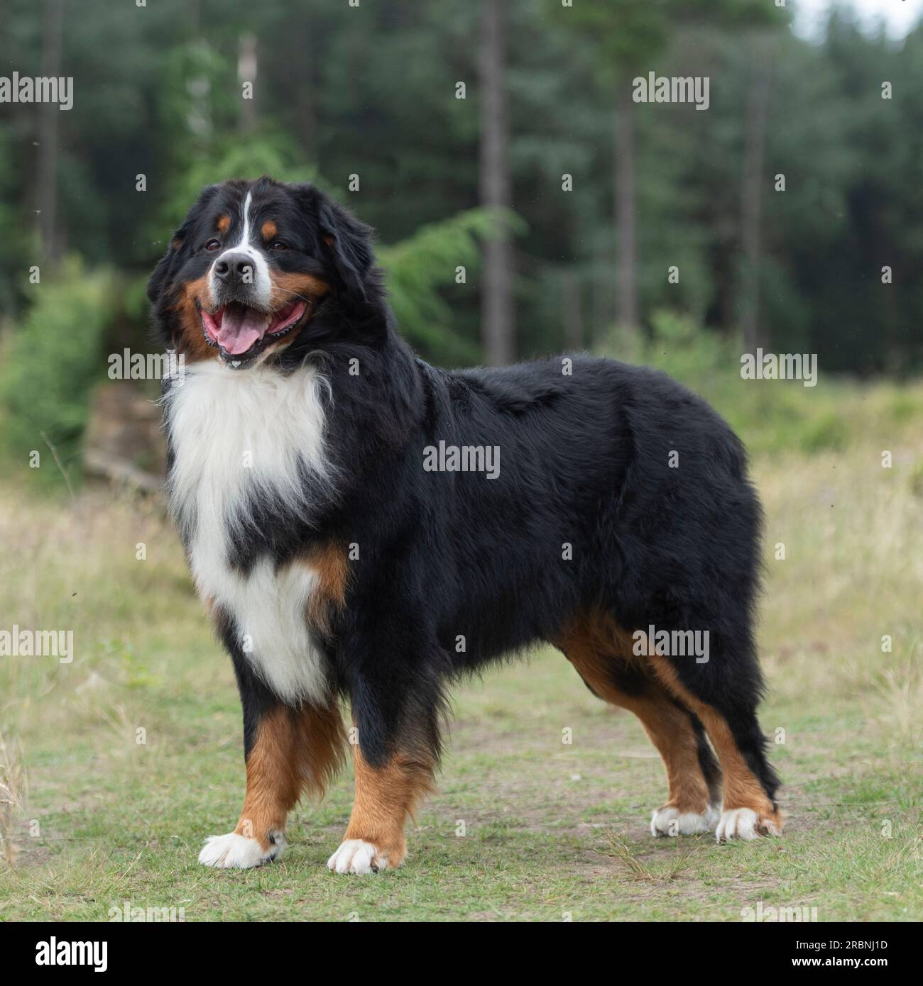 Bovaro del Bernese Foto Stock