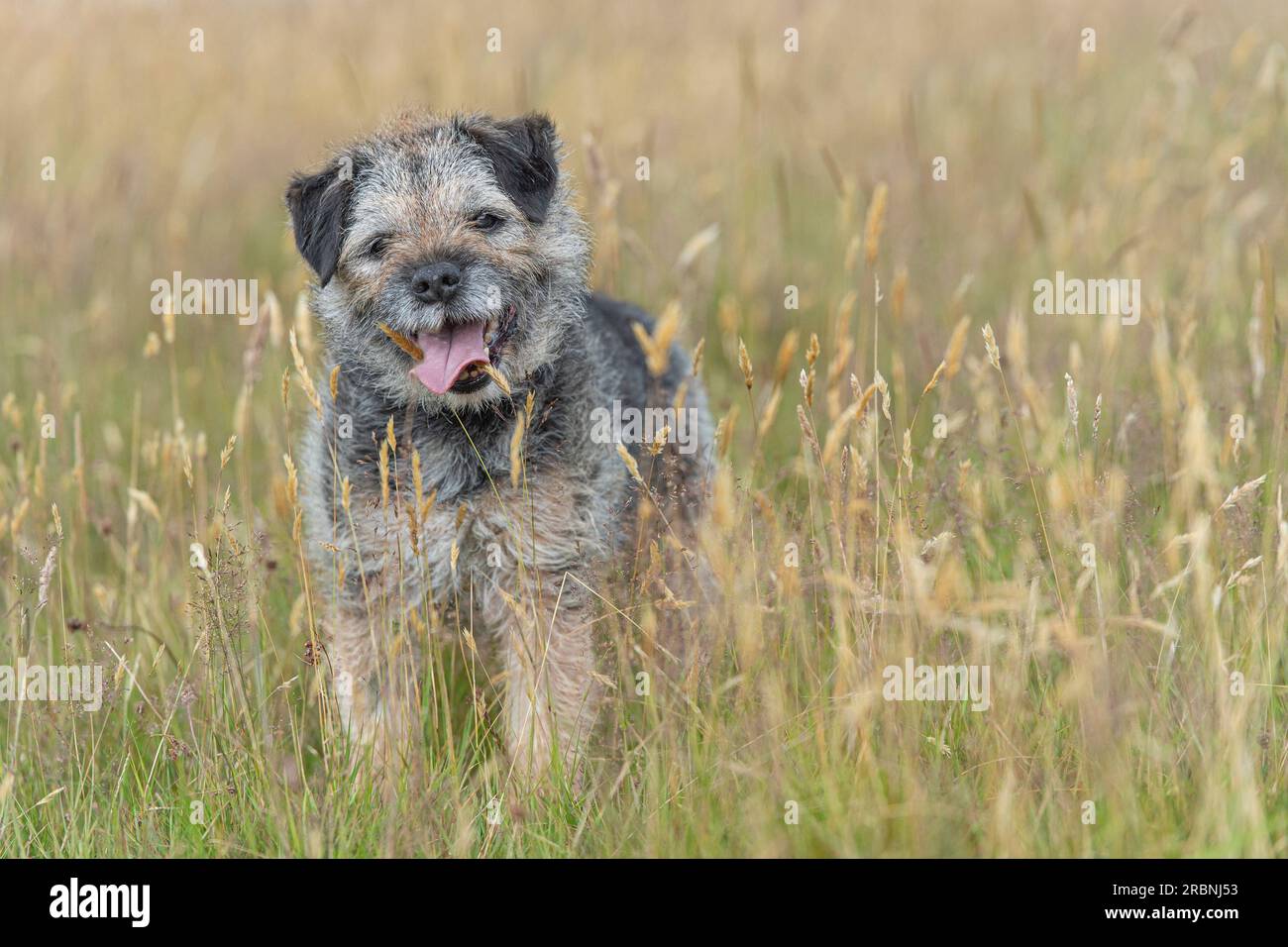 Cane Border Terrier in erba lunga Foto Stock