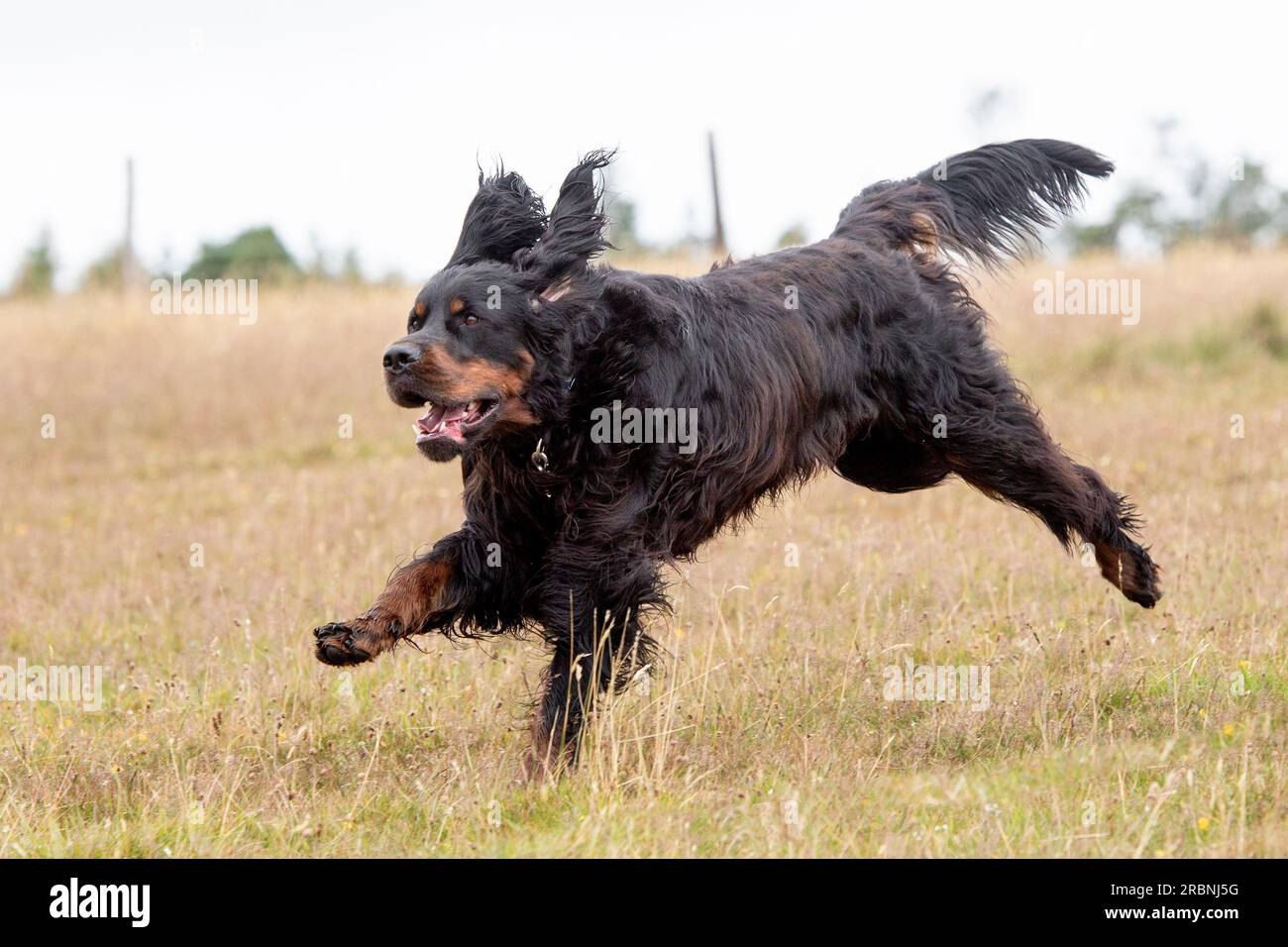 Gordon Setter che corre in un campo Foto Stock