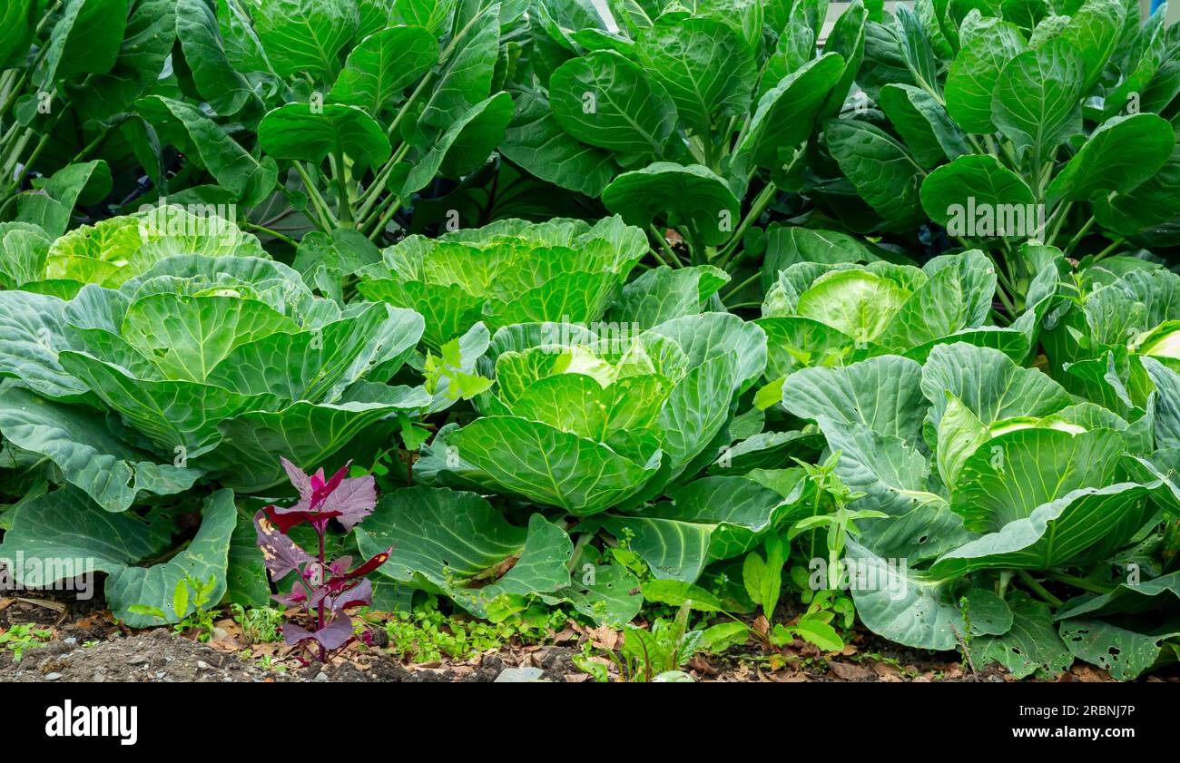 Cavolo un popolare cultivar della specie Brassica oleracea Linne Capitata gruppo della Famiglia Brassicaceae o crucifere Foto Stock
