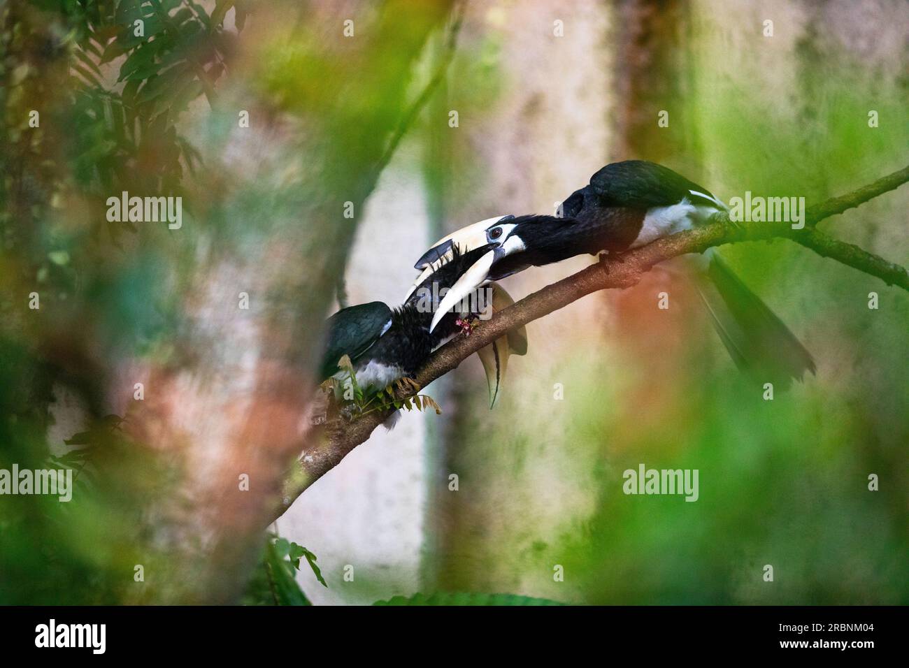 Un paio di corni adulti maschi orientali pied interagiscono in modo simile al comportamento di corteggiamento, Singapore Foto Stock