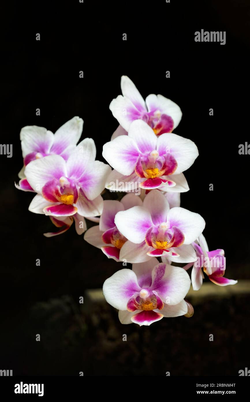 Un'impressionante orchidea ibrida Phalaenopsis bianca e viola in piena fioritura. Foto Stock