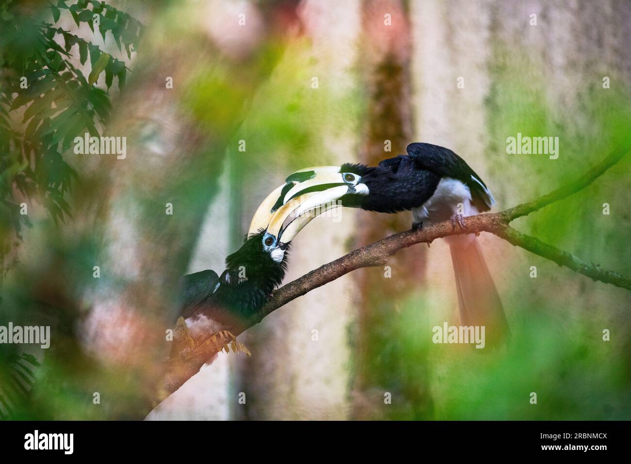 Un paio di corni adulti maschi orientali pied interagiscono in modo simile al comportamento di corteggiamento, Singapore Foto Stock