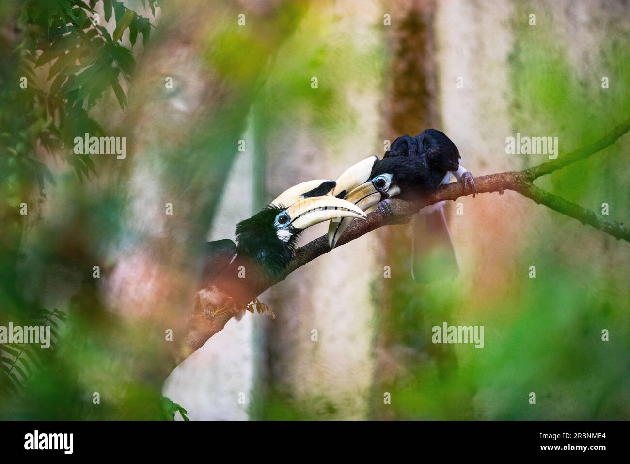Un paio di corni adulti maschi orientali pied interagiscono in modo simile al comportamento di corteggiamento, Singapore Foto Stock