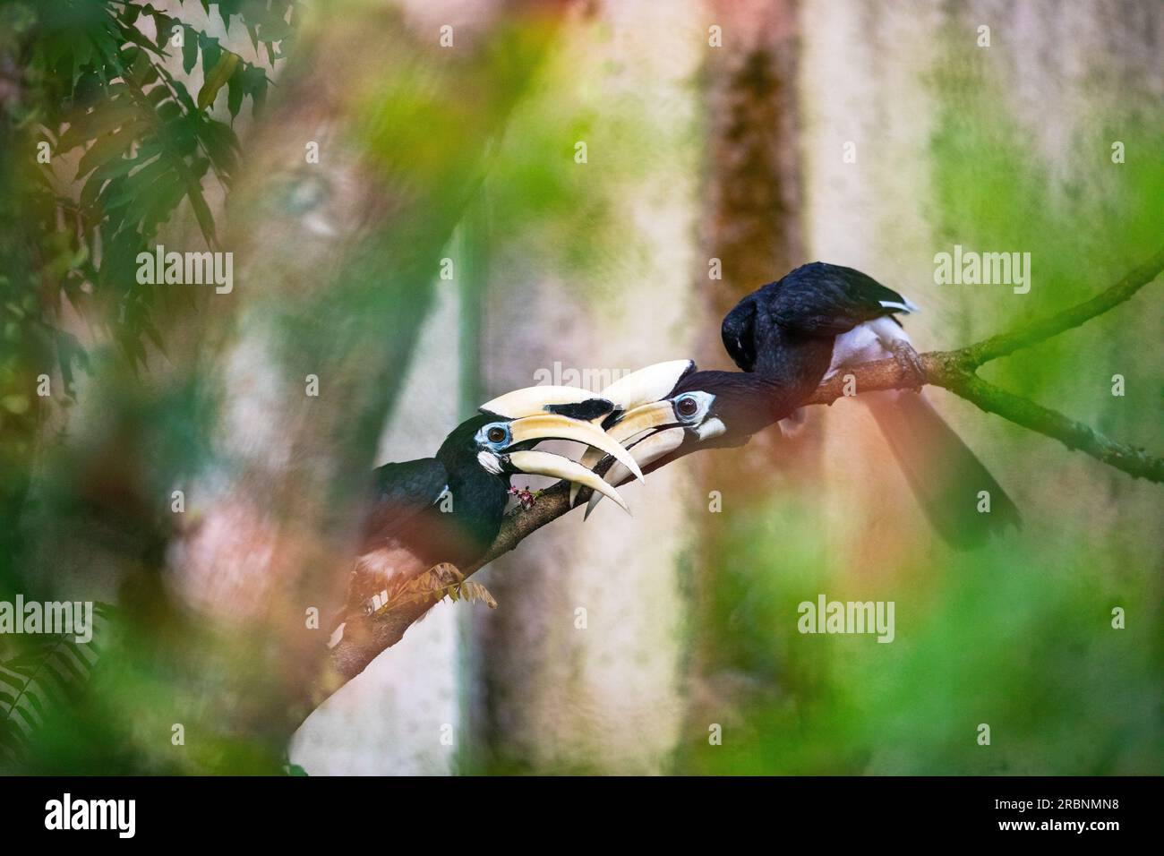 Un paio di corni adulti maschi orientali pied interagiscono in modo simile al comportamento di corteggiamento, Singapore Foto Stock