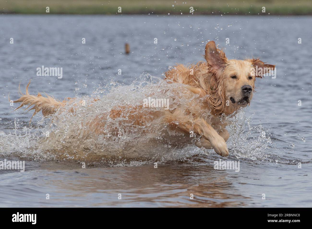 Golden Retriever che scorre in acqua Foto Stock