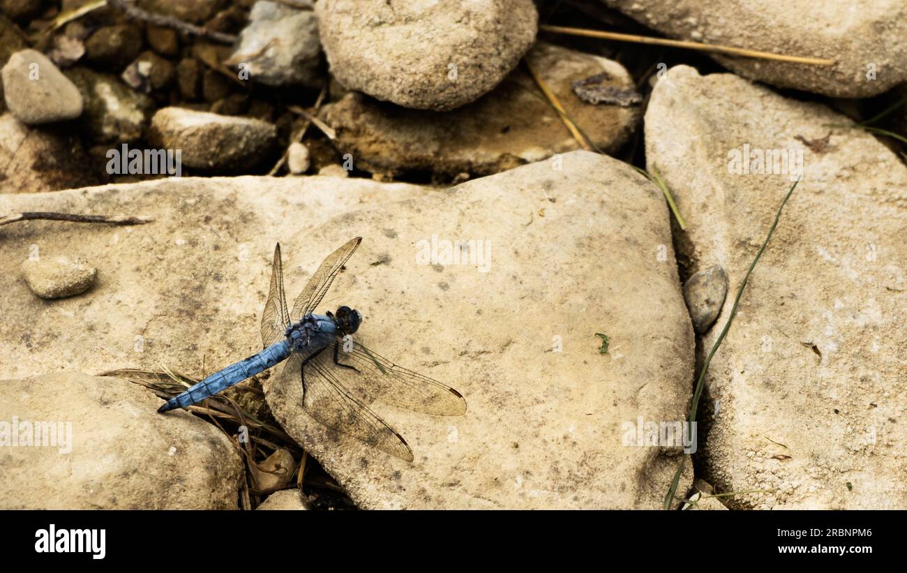 Libellula azzurra sulla roccia, Firenze, Italia Foto Stock