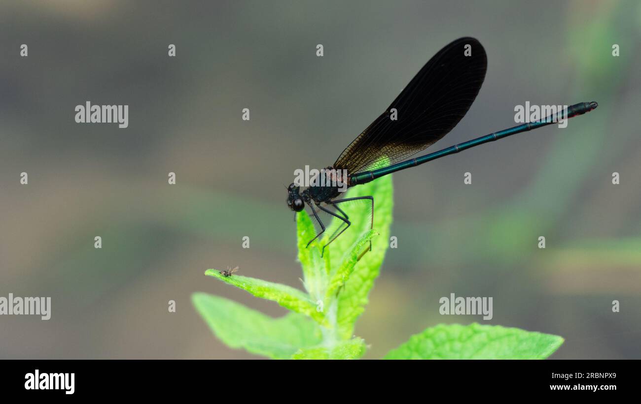 Libellula nera e turchese su una foglia, Italia Foto Stock