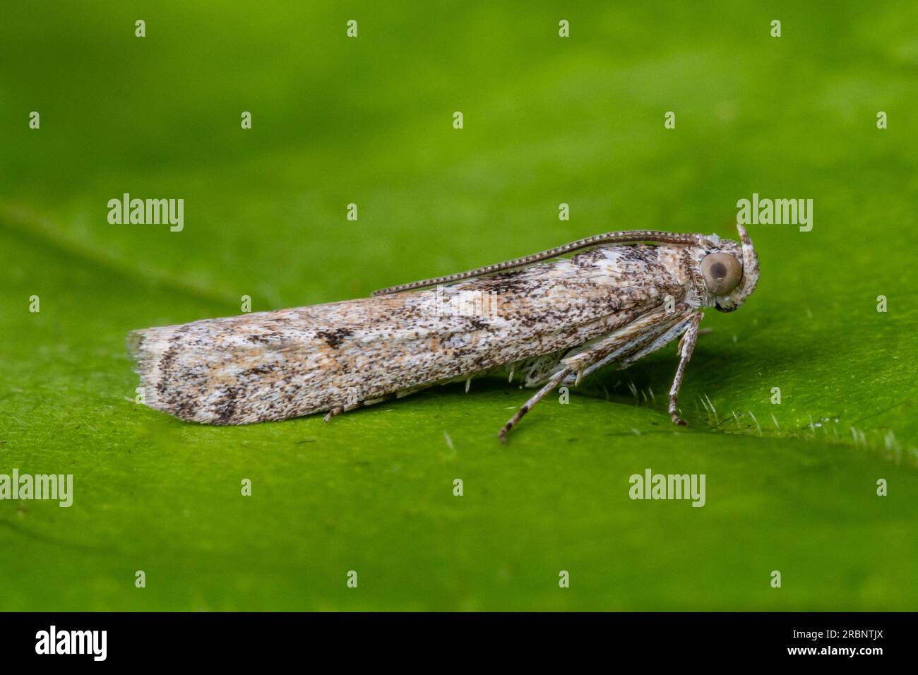 Ancylosis oblitella (Pyralidae, Phycitinae). Microfalena fotografata a Suffolk, Regno Unito. Luglio 2023 Foto Stock