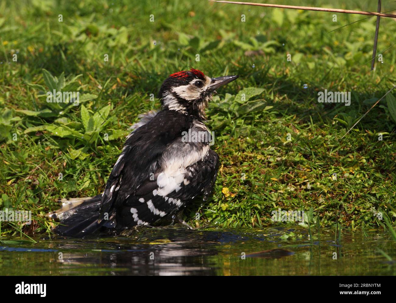 Great Spotted Woodpecker (Dendrocopos Major), bagni giovanili nello stagno Eccles-on-Sea, Norfolk, Regno Unito. Agosto Foto Stock