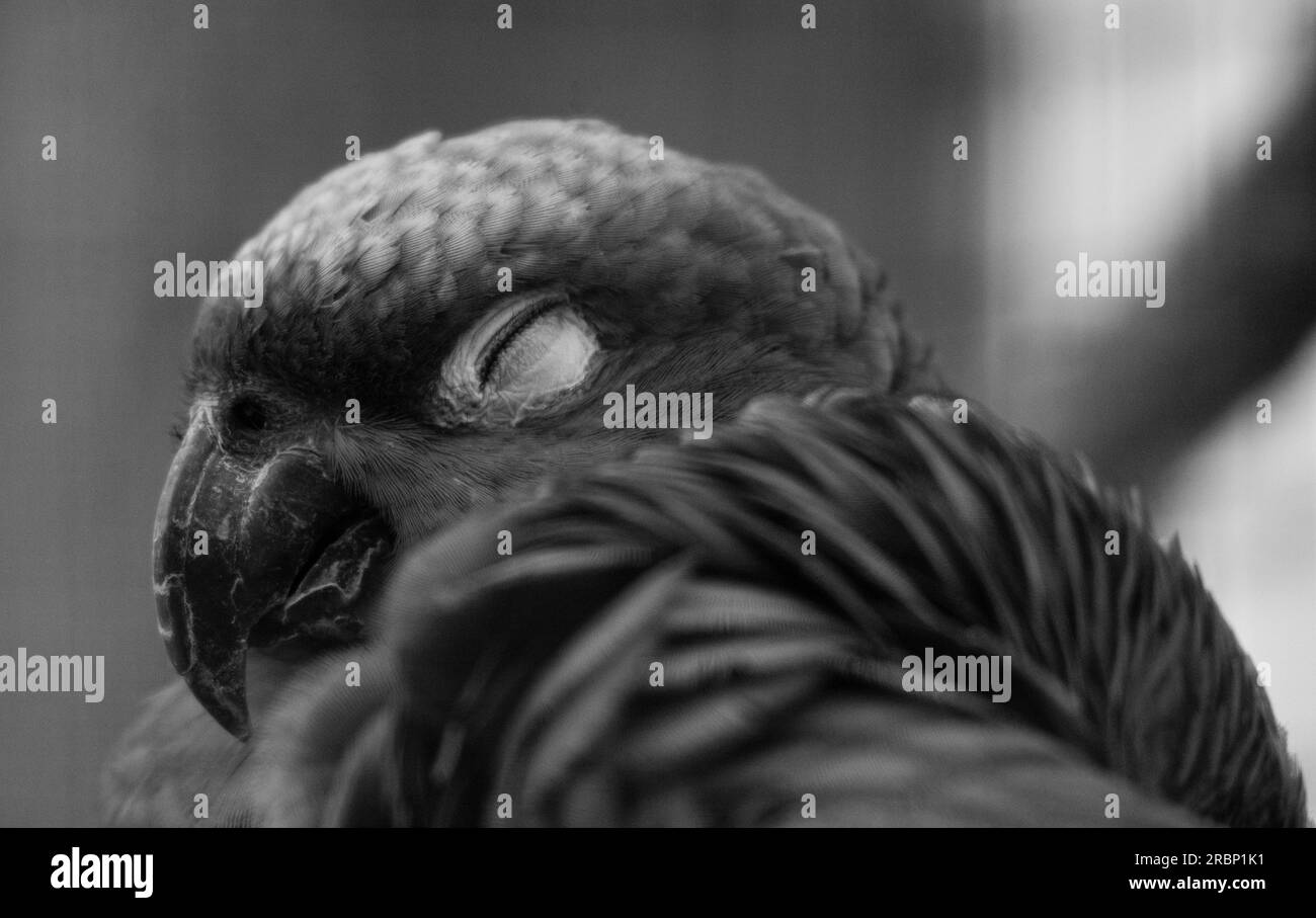 Lilacine Amazon Parrot addormentato Foto Stock