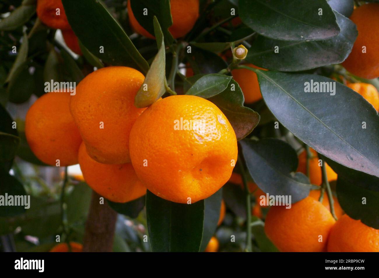 Primo piano sulle calamondine (agrumi x microcarpa) in un albero. Foto Stock