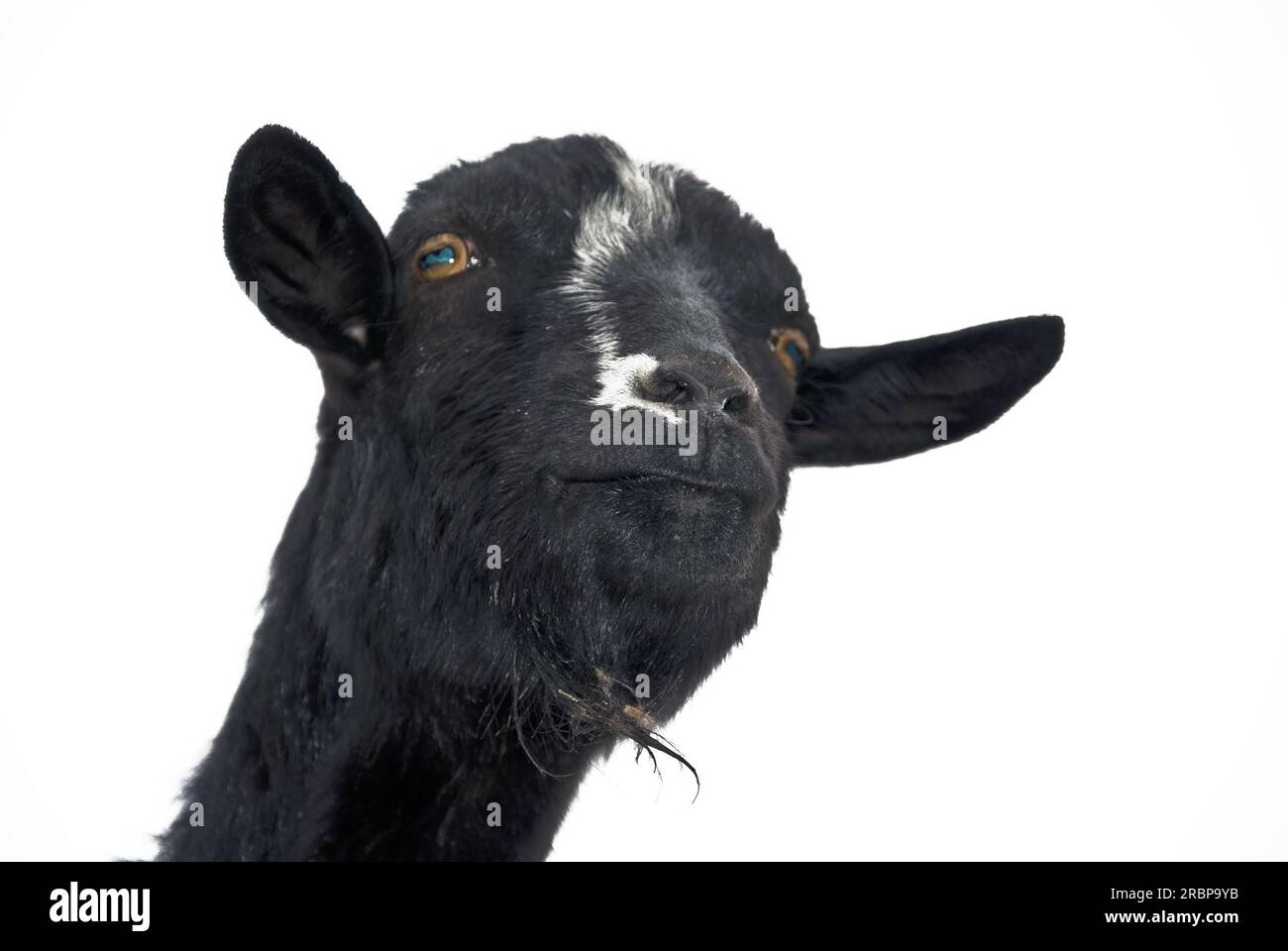 Ritratto di capra nero su sfondo bianco Foto Stock