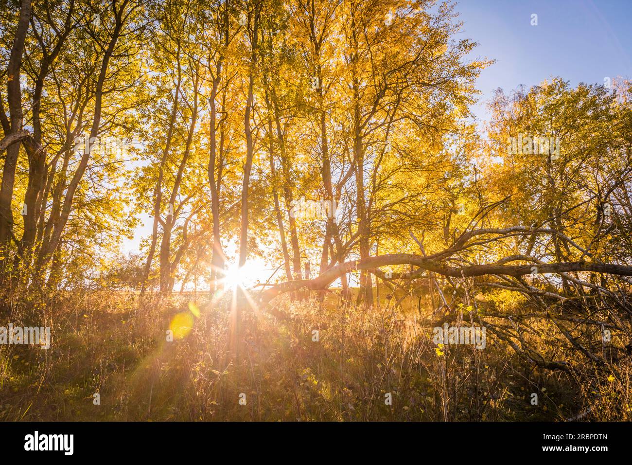 Pioppi autunnali nel Parco naturale Rheingau-Taunus vicino a Engenhahn, Niedernhausen, Assia, Germania Foto Stock