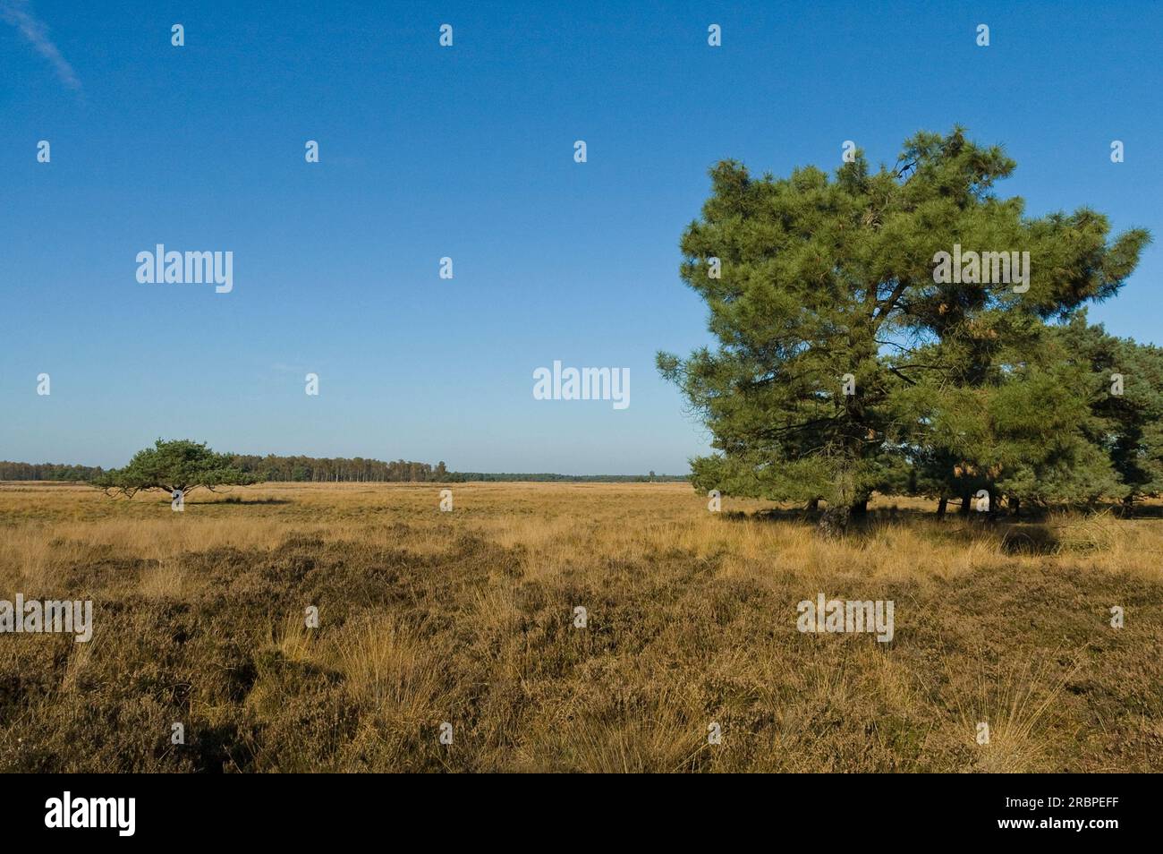 Grove Den op Strabrechtse Heide; Pino silvestre a Strabrechtse Heide Foto Stock