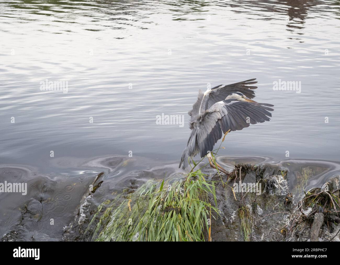 L'airone grigio (Ardea cinerea) arriva a terra nel centro di Caul, Whitesands, Dumfries, Scozia. Foto Stock