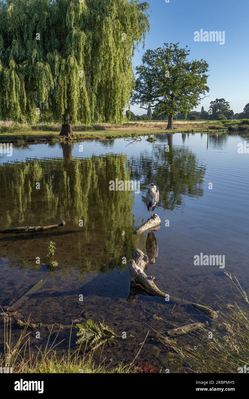 Heron seduto su un tronco con un albero di salice sullo sfondo al Bushy Park Surrey UK Foto Stock