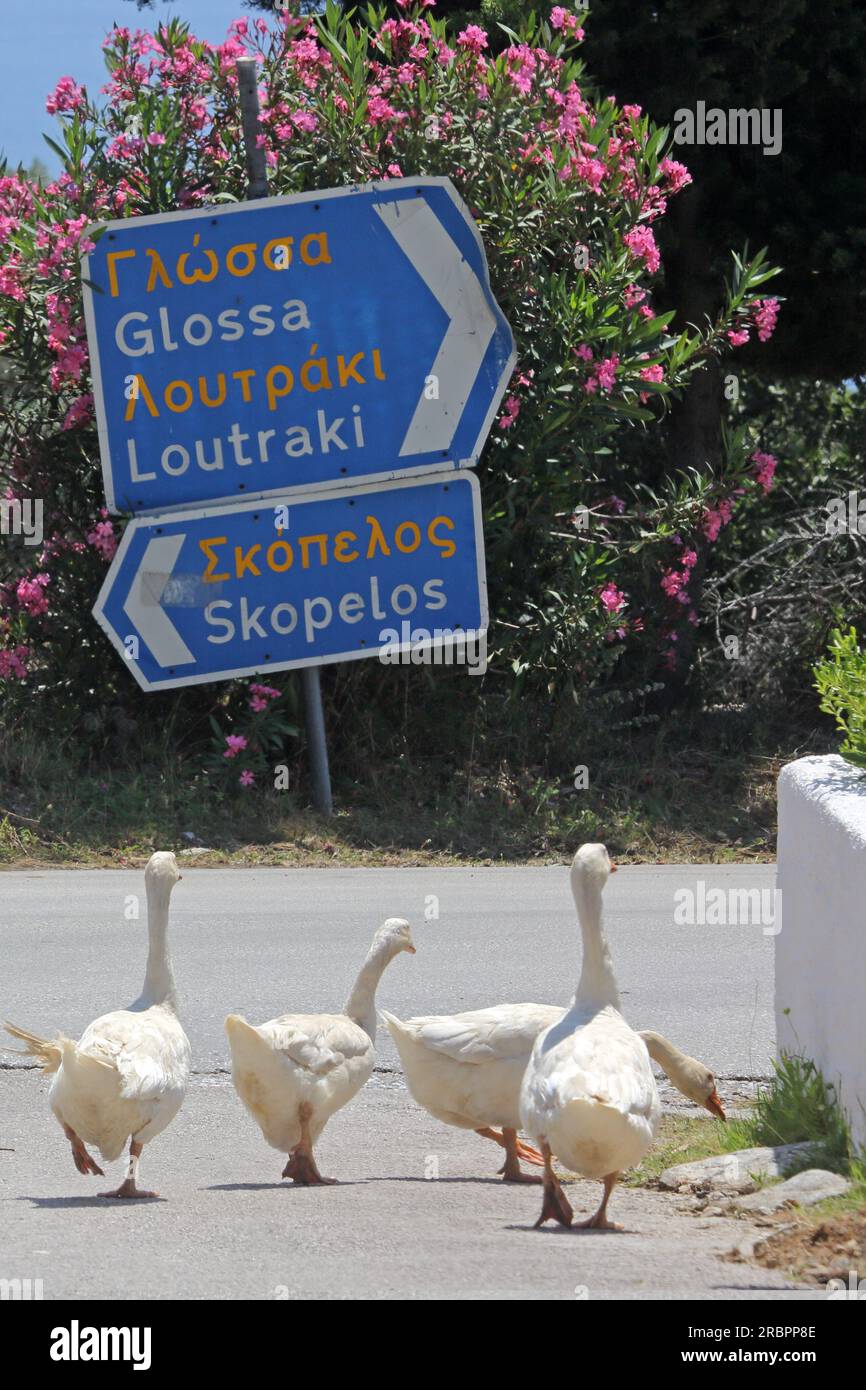Anatre nel villaggio di Loutraki sulla punta nord-est dell'isola di Skopelos, Sporadi settentrionali, Grecia Foto Stock