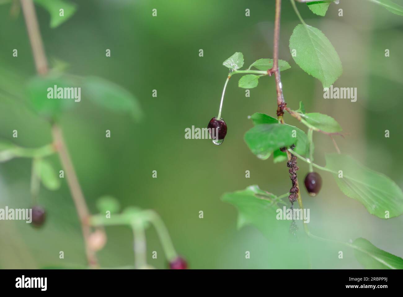 bacche spontanee, in legno, con gocce d'acqua sul fondo Foto Stock