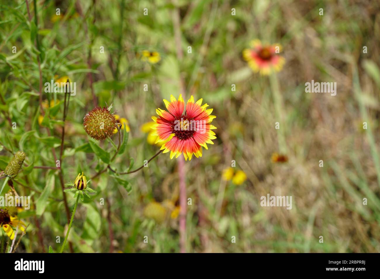 Texas Wildflowers sul lato della strada Foto Stock