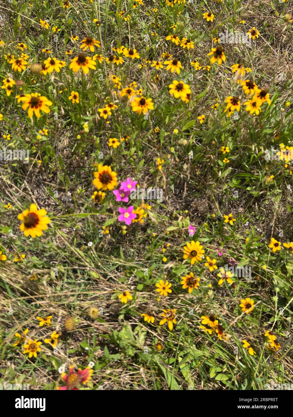 Texas Wildflowers sul lato della strada Foto Stock