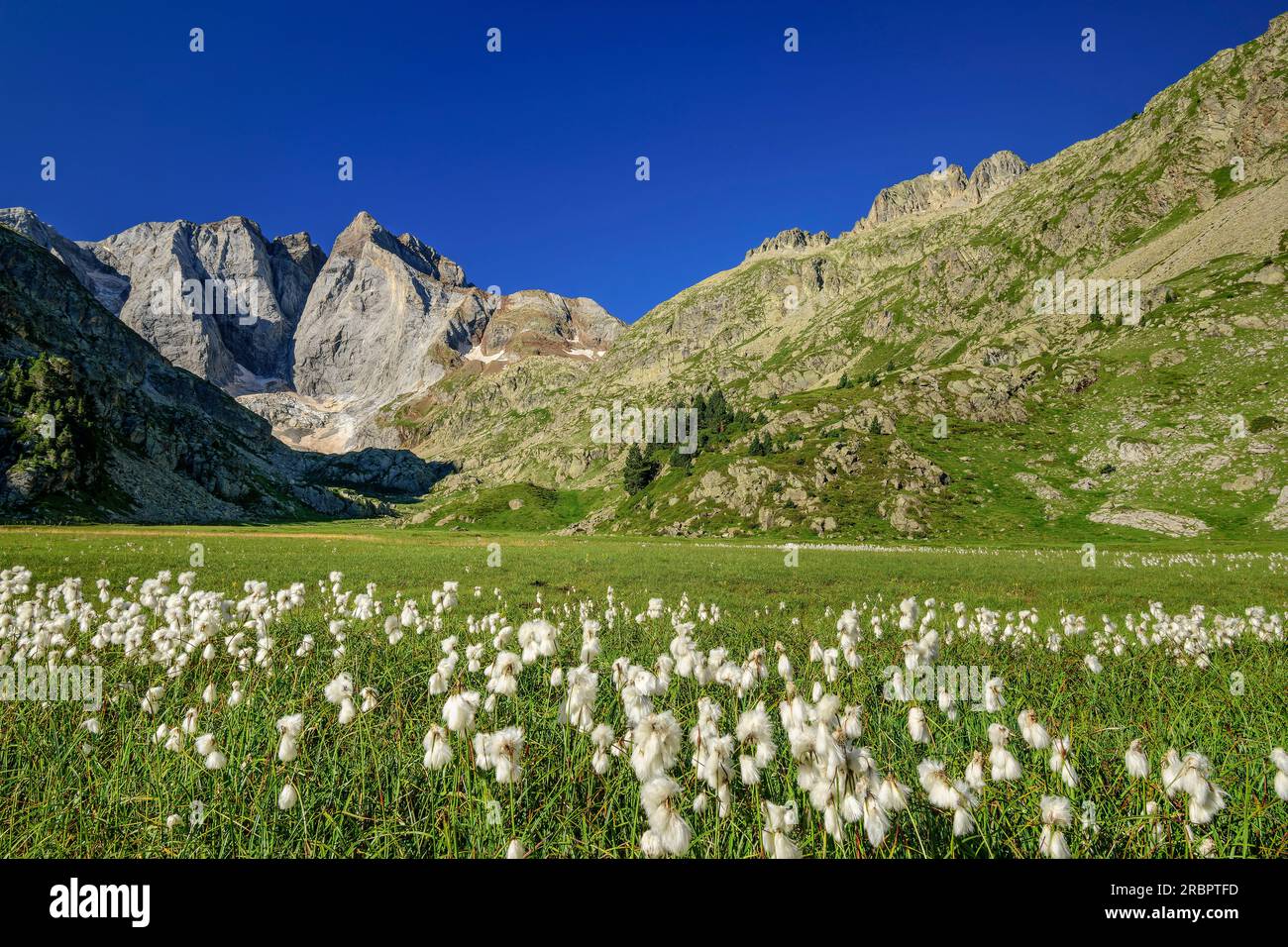 Prati con prato di cotone fiorito e Vignemale sullo sfondo, Vallee de Gaube, Gavarnie, Parco Nazionale dei Pirenei, Pirenei, Francia Foto Stock