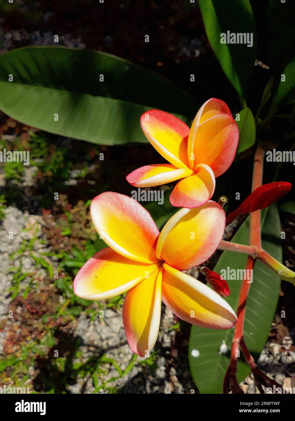Fiori di Plumeria Rubra in una splendida giornata in giardino Foto Stock