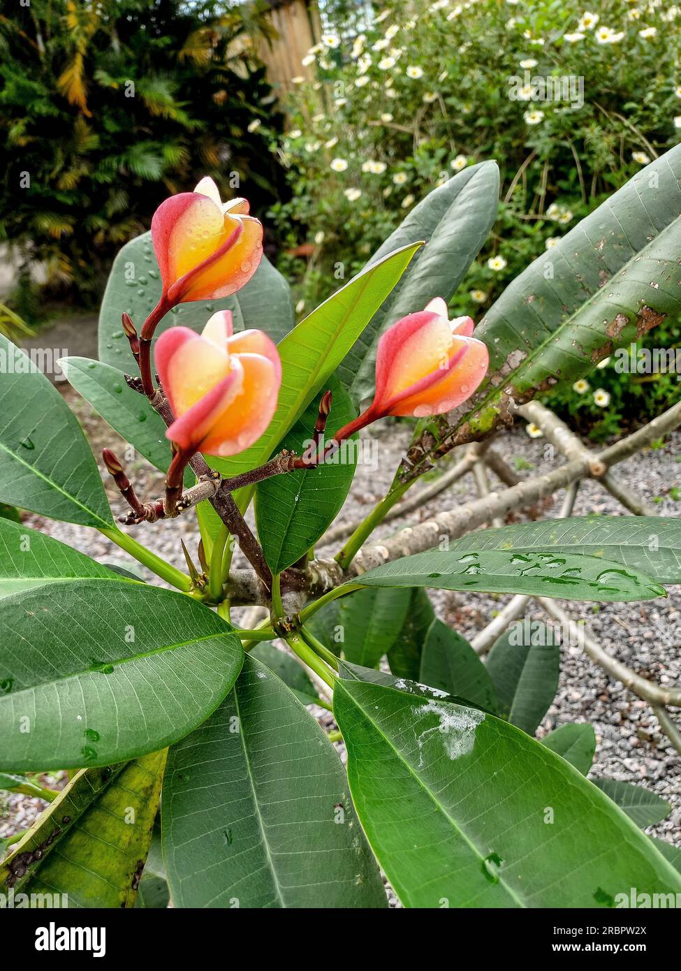 Fiori di Plumeria Rubra in una splendida giornata in giardino Foto Stock