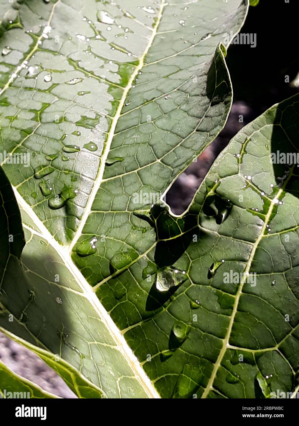 Le foglie bagnate di Papaya in una giornata di pioggia al giardinaggio Foto Stock