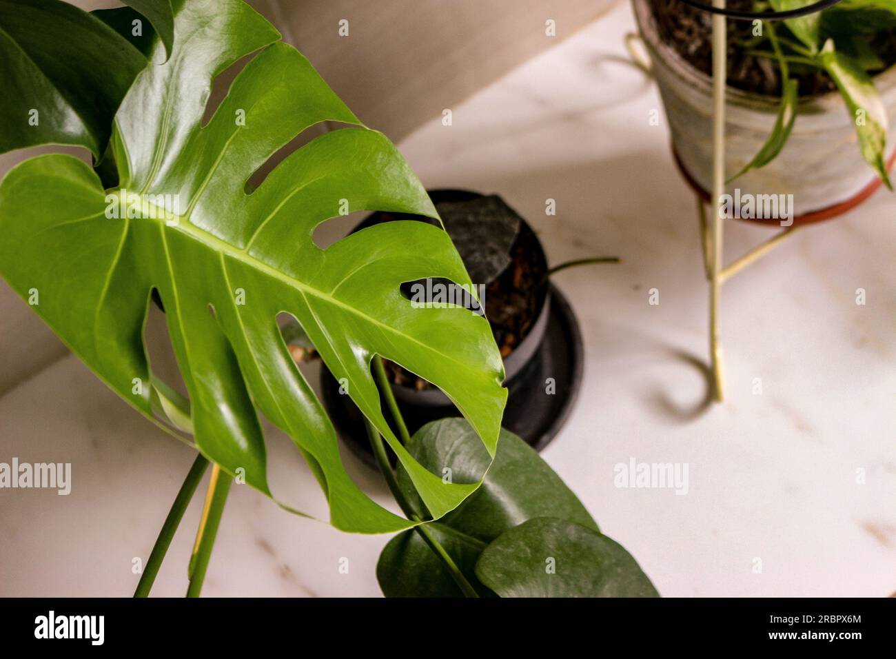 Una bella pianta di Adam Rib nel soggiorno Foto Stock