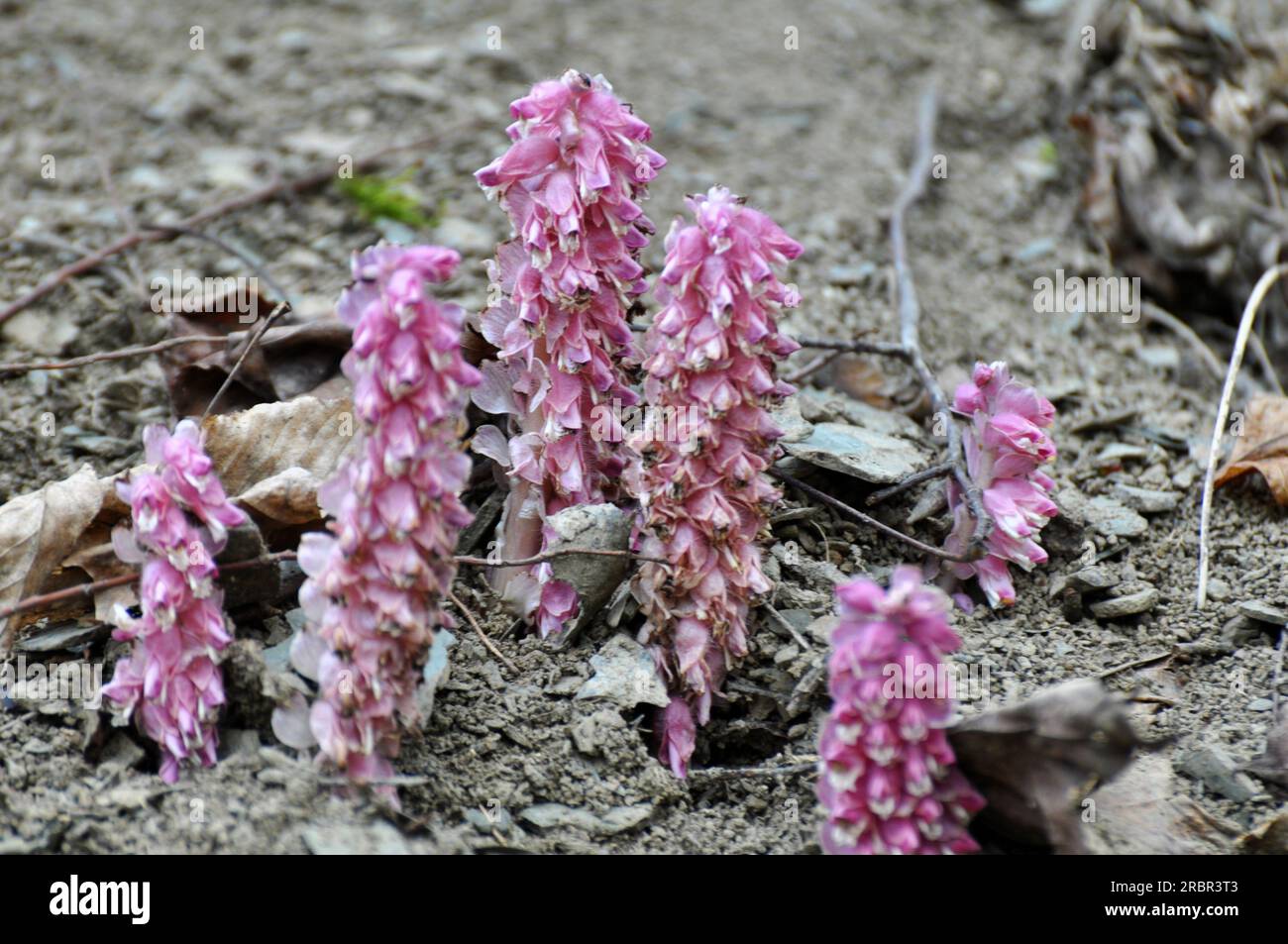 In primavera, la Lathraea squamaria cresce in natura Foto Stock