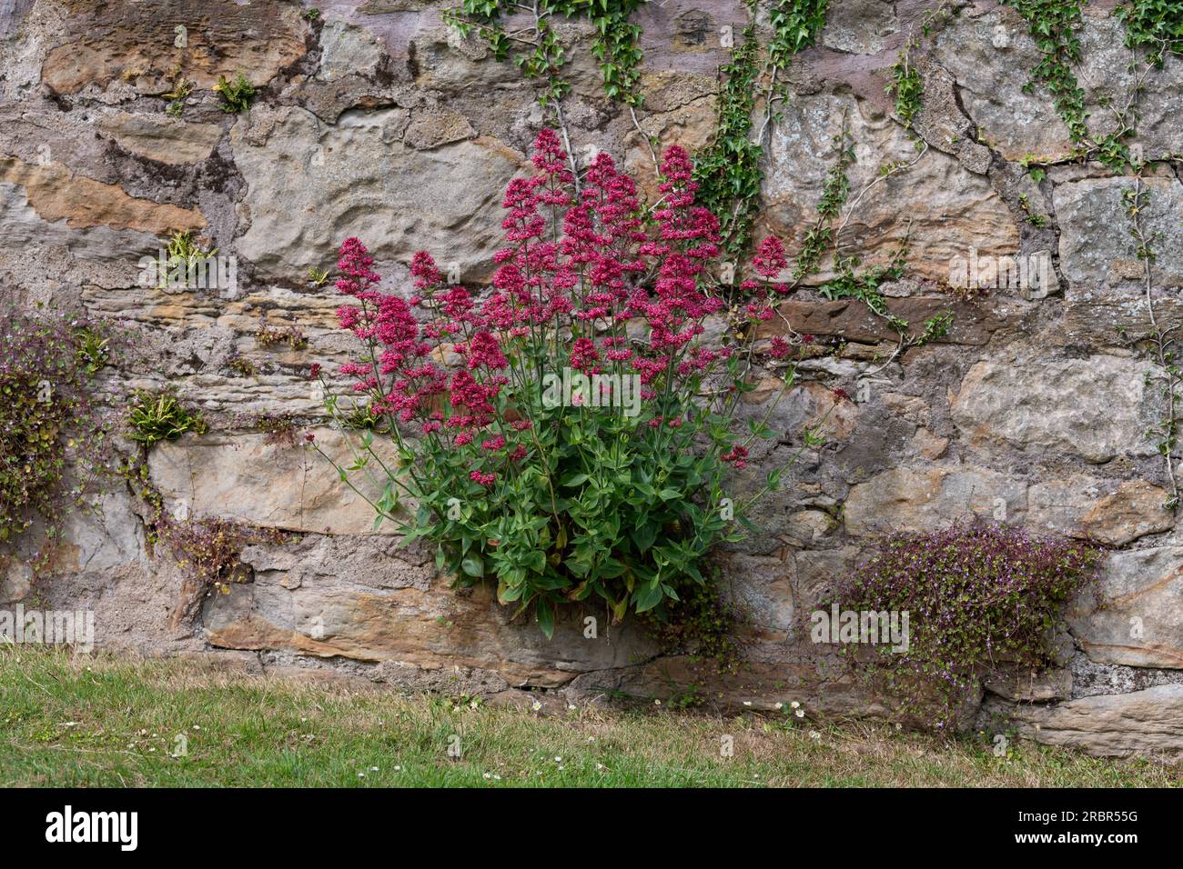 Piante di fiori selvatici che crescono in parete di pietra - valeriana rossa, toadflax lievitato di edera e badilo di farro di maidenhair - Scozia, Regno Unito Foto Stock