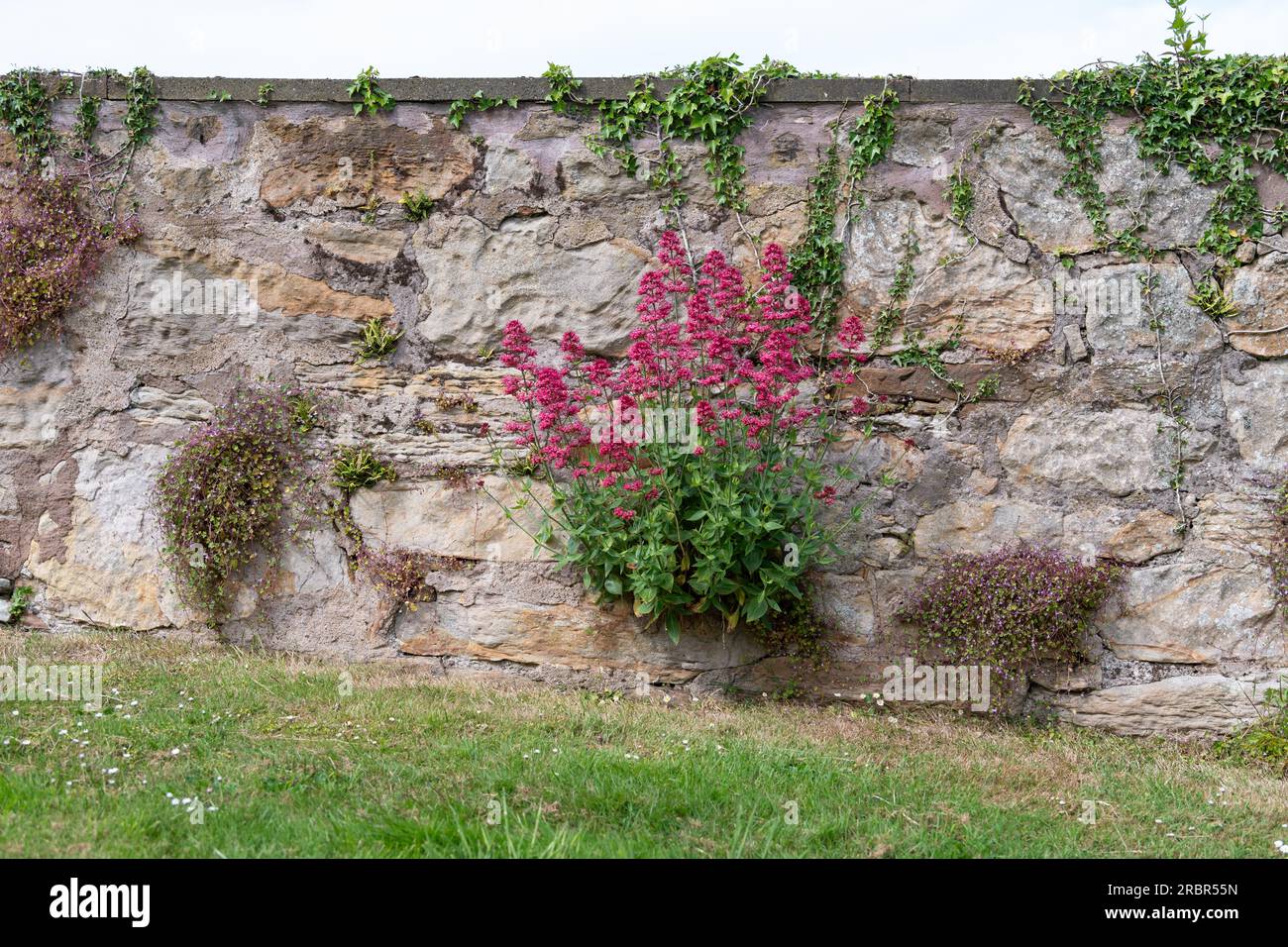 Piante di fiori selvatici che crescono in parete di pietra - valeriana rossa, toadflax lievitato di edera e badilo di farro di maidenhair - Scozia, Regno Unito Foto Stock