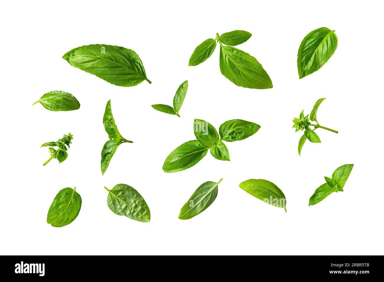 Set di foglie di basilico fresco isolate su sfondo bianco. Ritaglio variegato con foglie di basilico verde profumato. Parti di piante di Ocimum basilicum come spezie e stagione Foto Stock