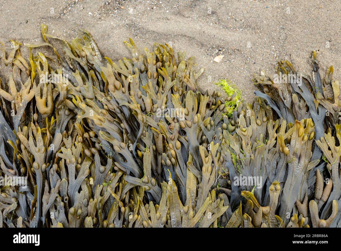 alghe sulla spiaggia sabbiosa vista dall'alto Foto Stock