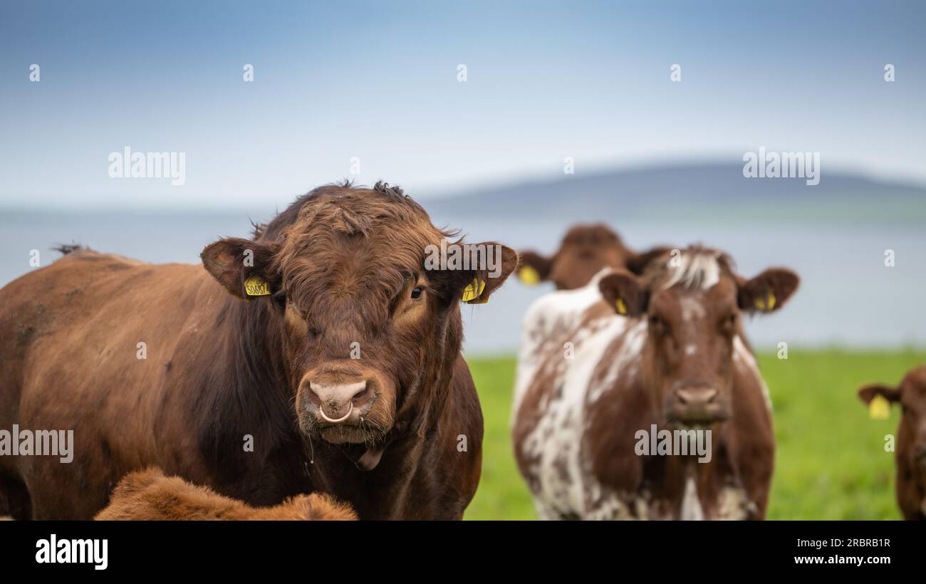 Toro Luing maturo, una razza di manzo autoctona, in pascolo con mandria di bovini, Orcadi, Scozia, Regno Unito Foto Stock