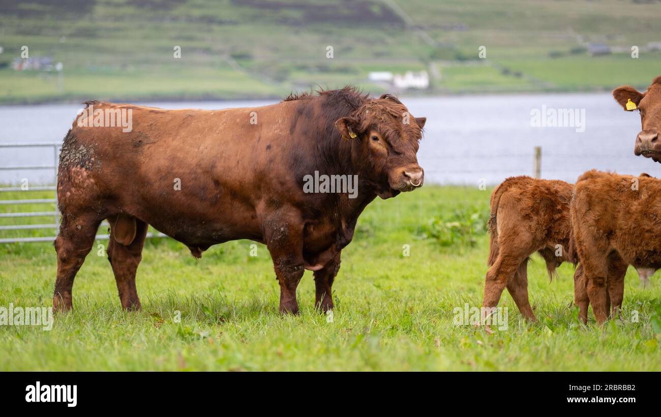 Toro Luing maturo, una razza di manzo autoctona, in pascolo con mandria di bovini, Orcadi, Scozia, Regno Unito Foto Stock
