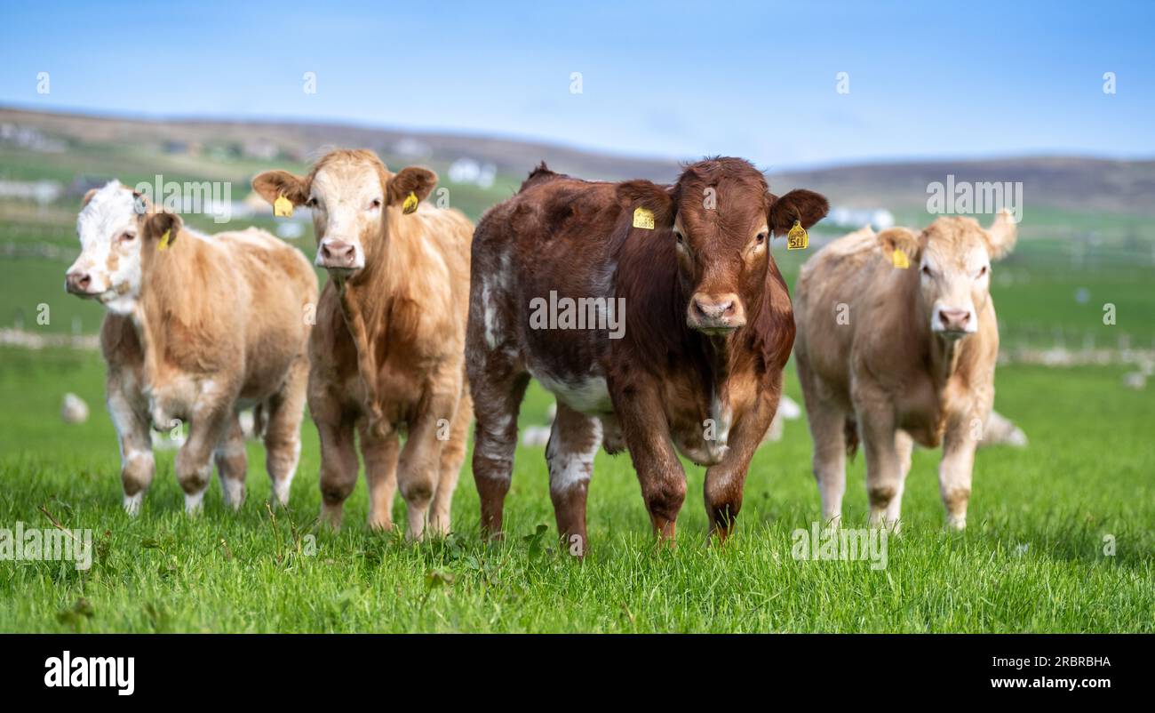 Novellino di manzo nutritivo in un lussureggiante pascolo a Orcadi, Scozia, Regno Unito. Foto Stock