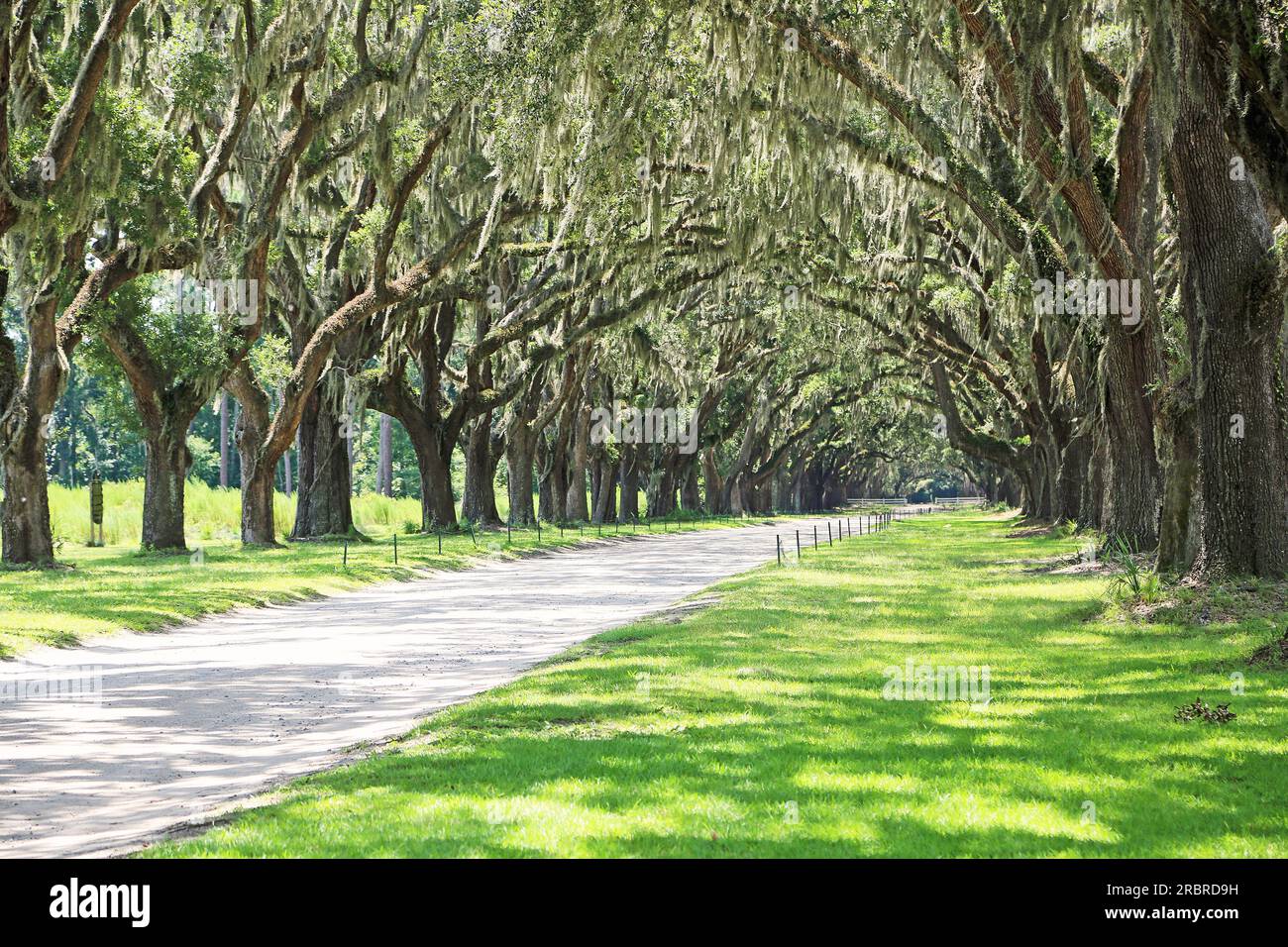 Wormsloe Plantation - Savannah, Georgia Foto Stock