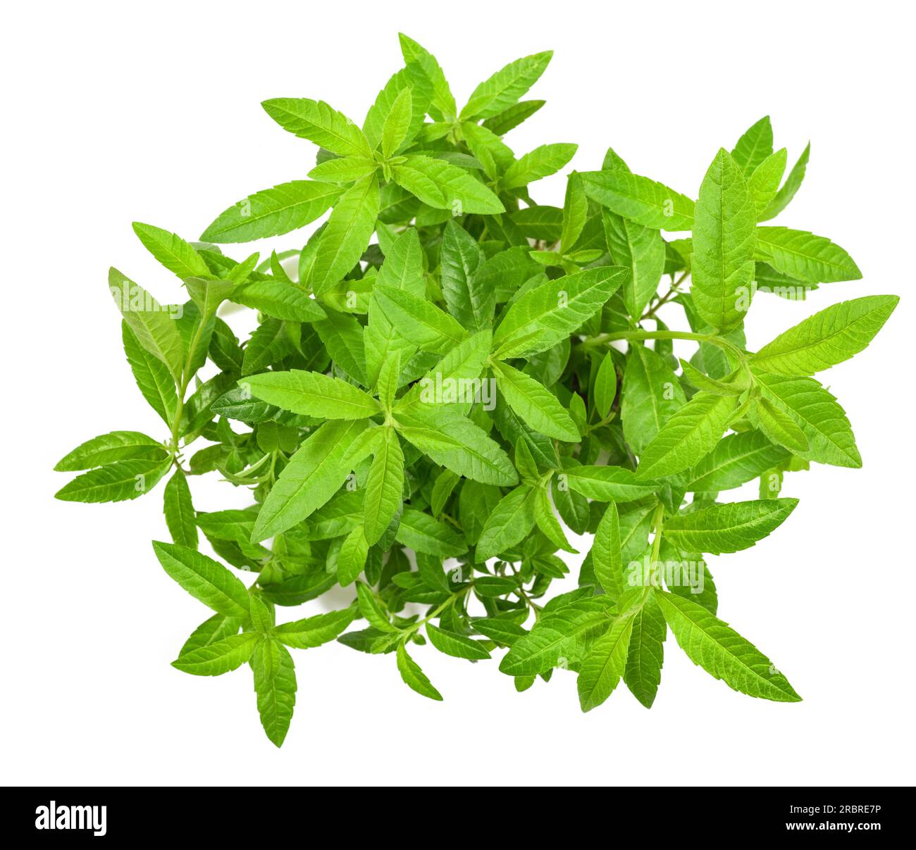 Pianta di Verbena limone isolata su sfondo bianco Foto Stock