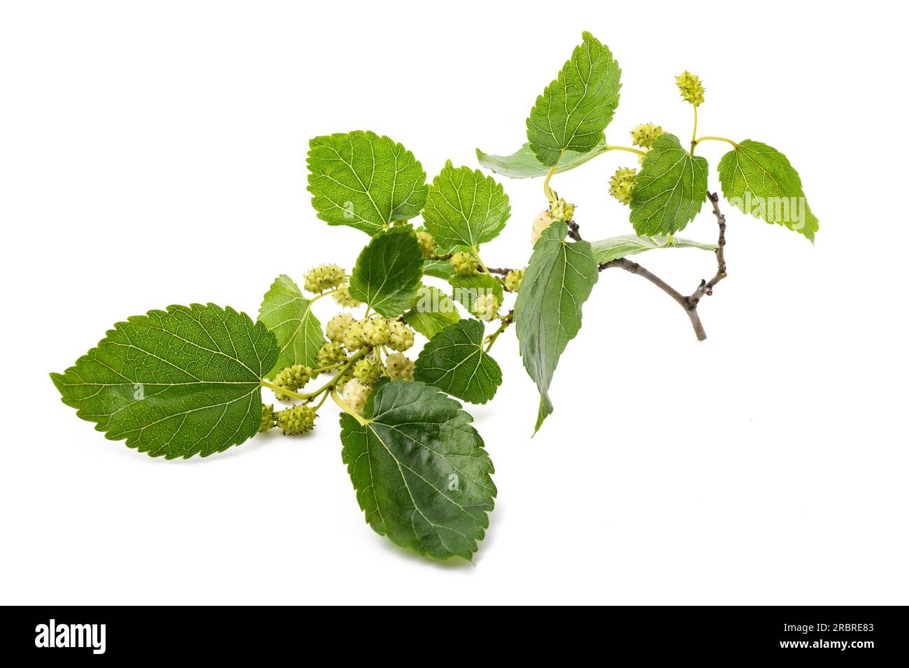 Ramo di gelso bianco con frutta isolata su sfondo bianco Foto Stock