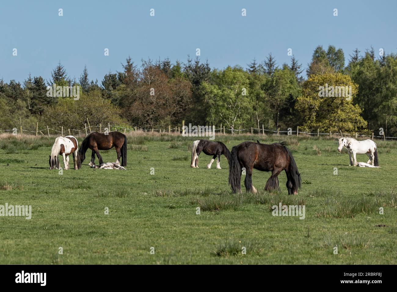 Una mandria di cavalli di Cob in un campo, alcuni con puledri che sono sdraiati Foto Stock