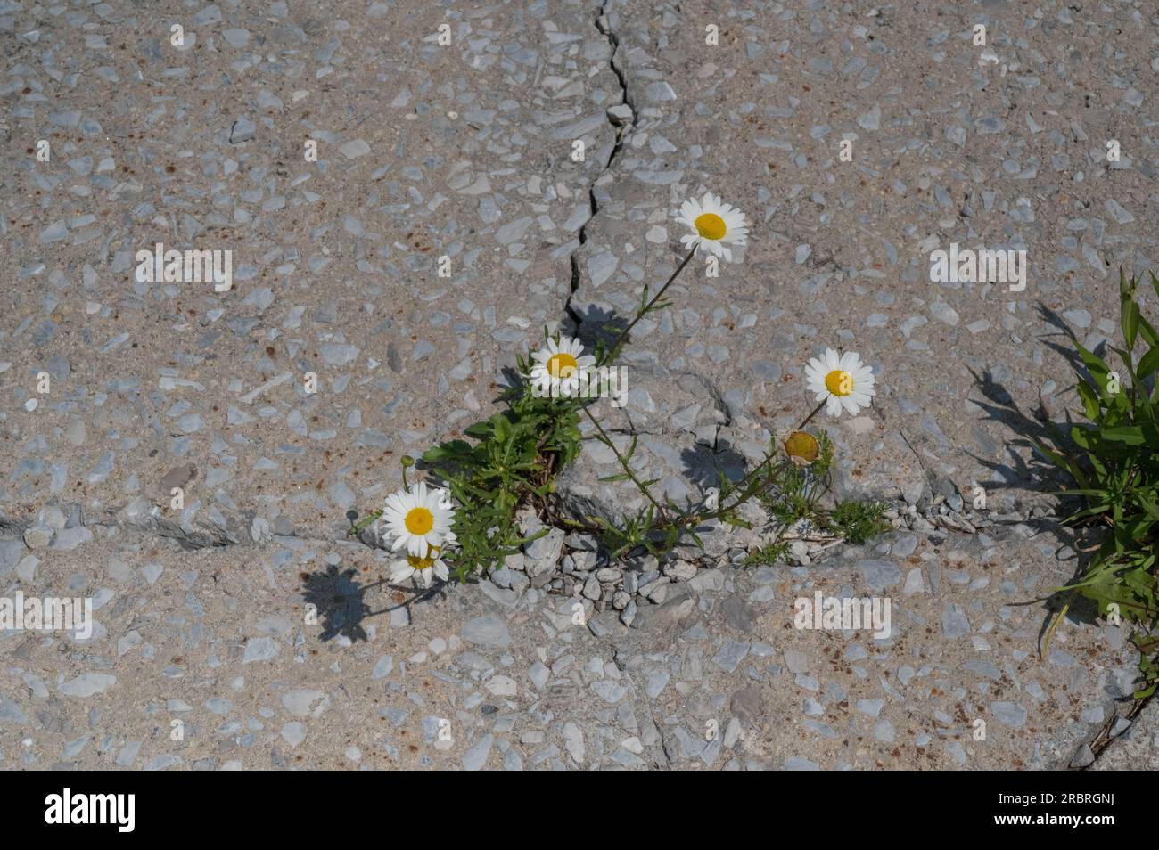 le margherite crescono in una crepa nel cemento Foto Stock