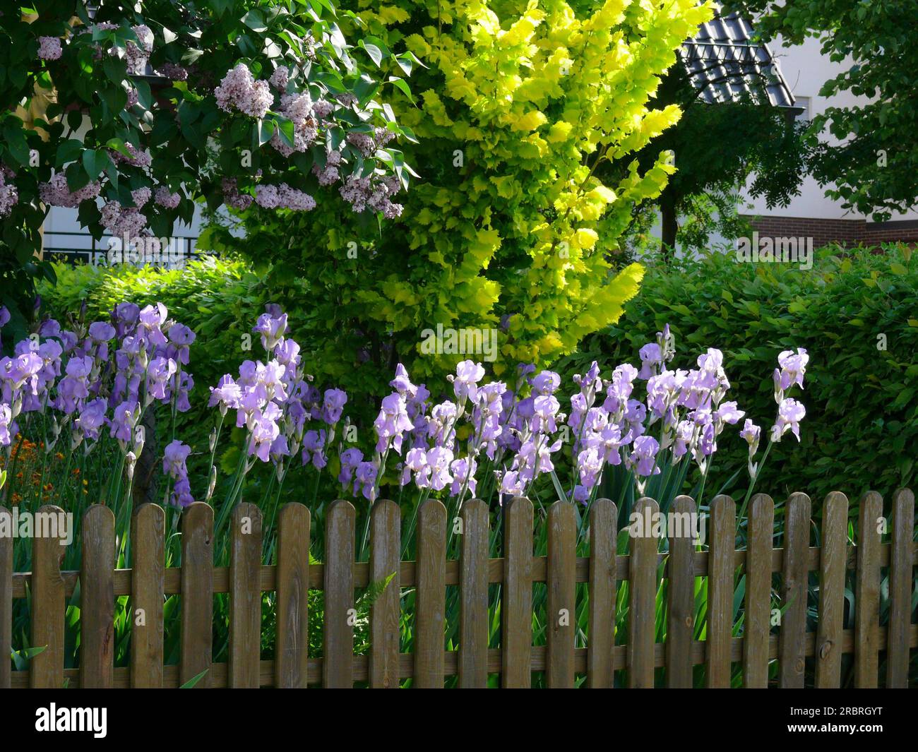 Iris blu che fiorisce vicino alla recinzione Foto Stock