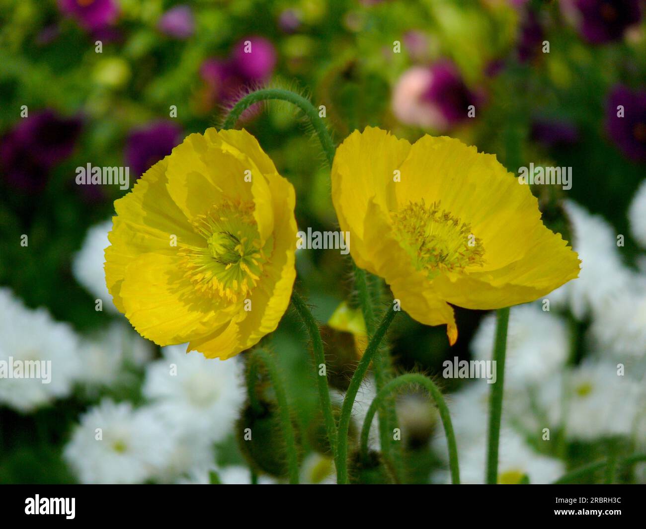 Papavero in fiore nel giardino, papavero alpinum ibrido, papavero alpino Foto Stock